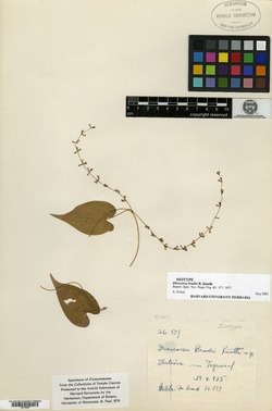 Dioscorea cruzensis image