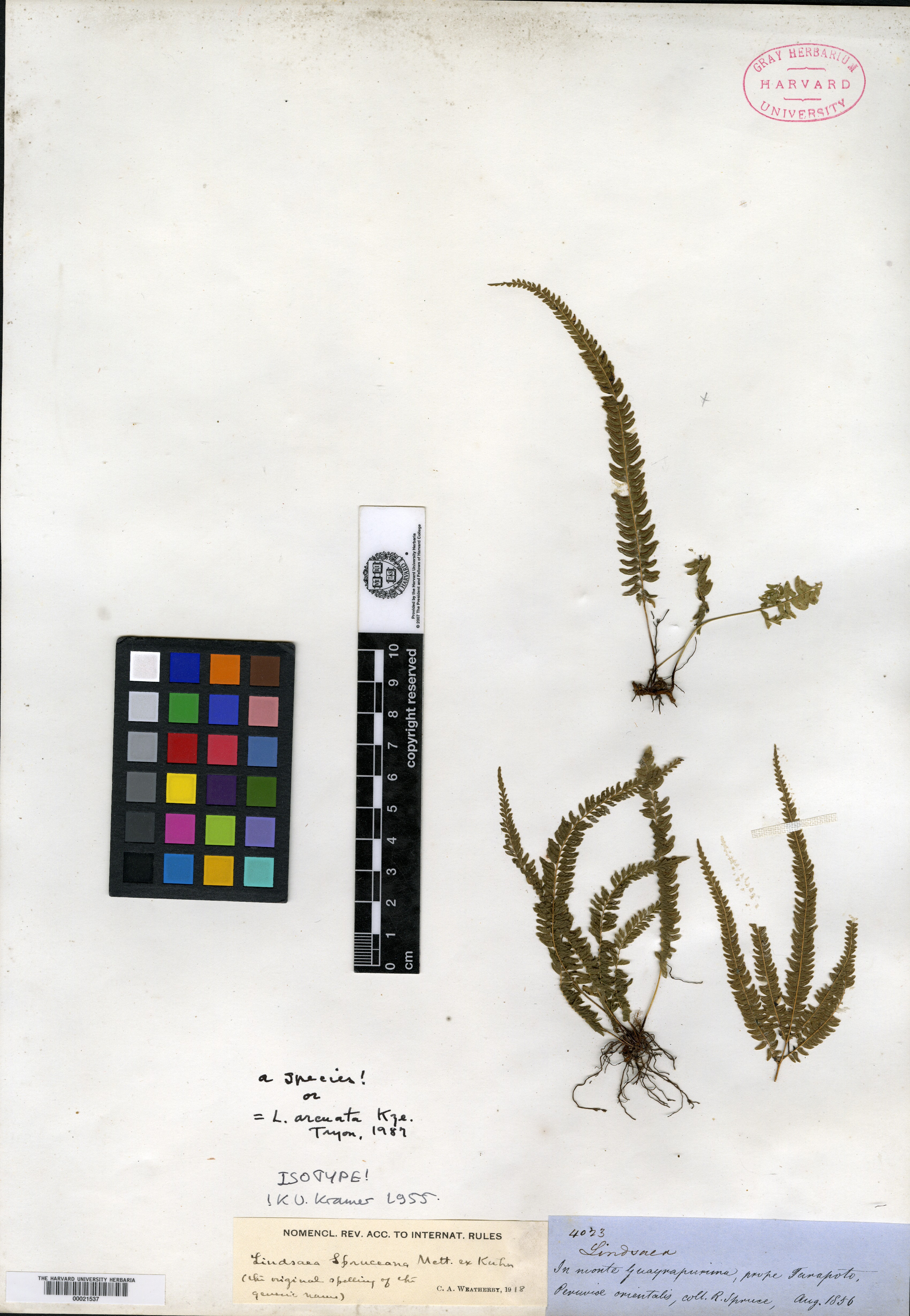 Lindsaea spruceana image