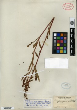 Rumex salicifolius var. denticulatus image