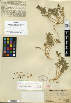 Bargemontia platyphylla image