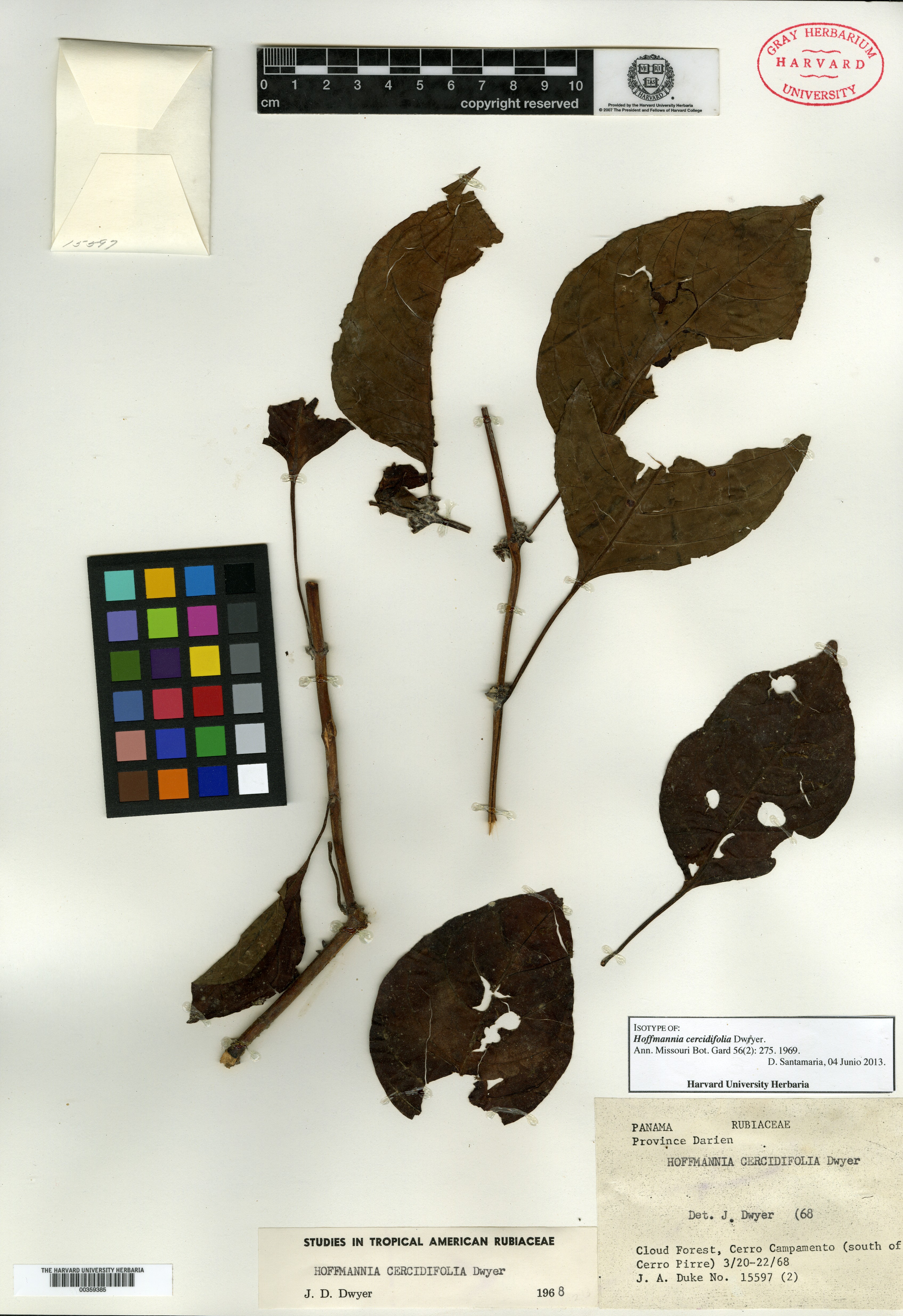 Hoffmannia cercidifolia image