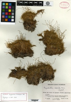 Syngonanthus trichophyllus image