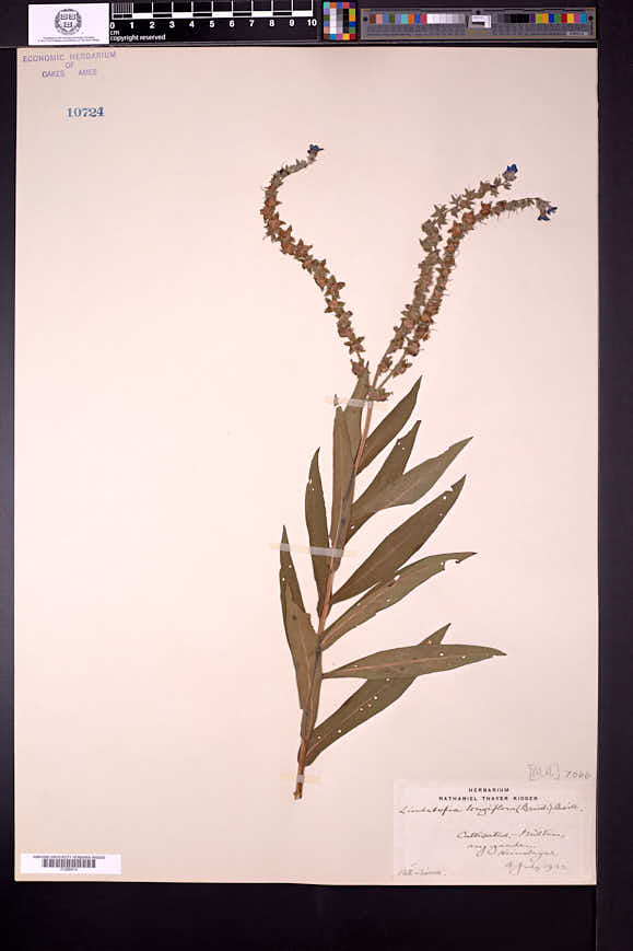 Lindelofia longiflora image