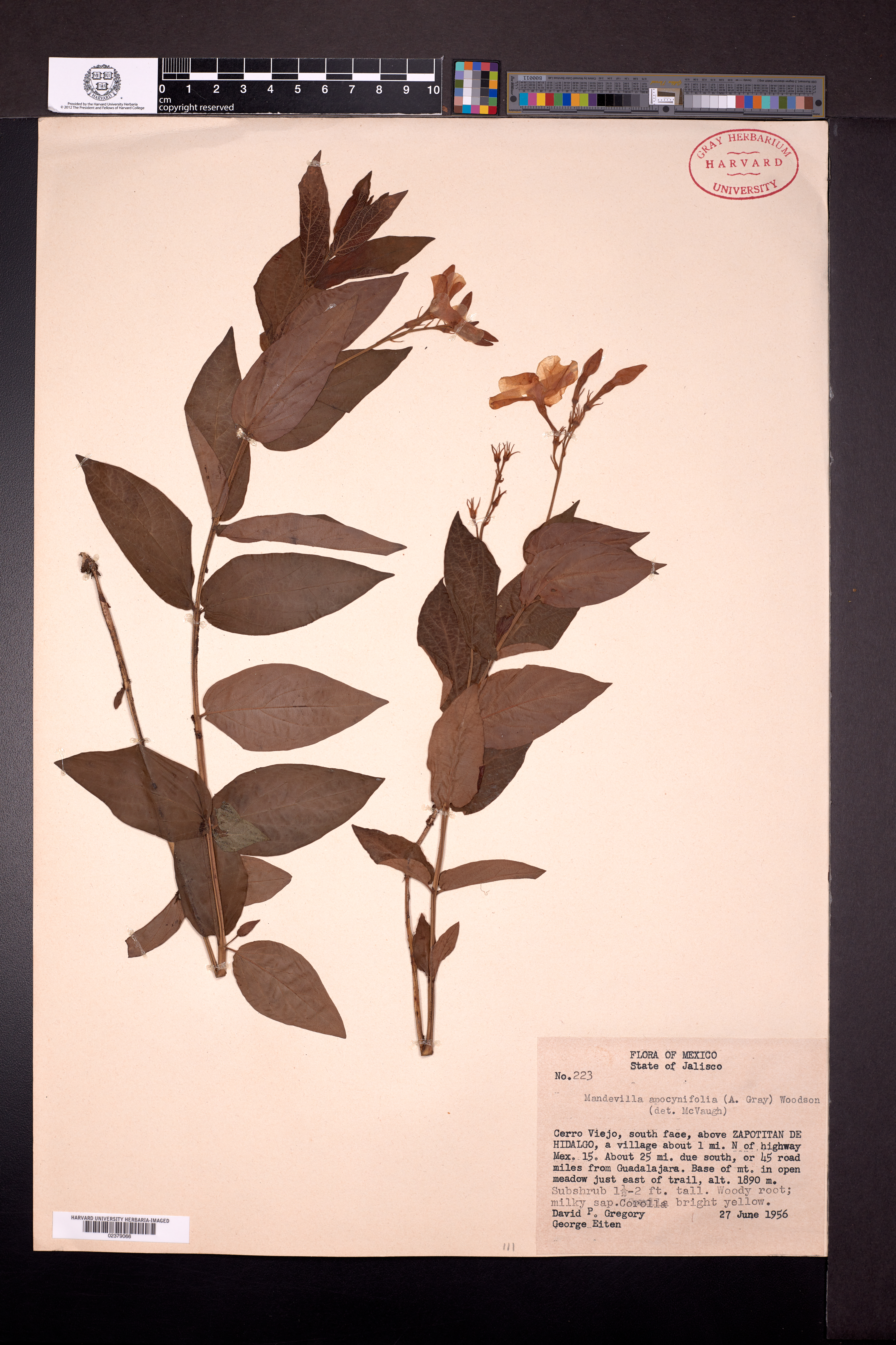 Mandevilla apocynifolia image