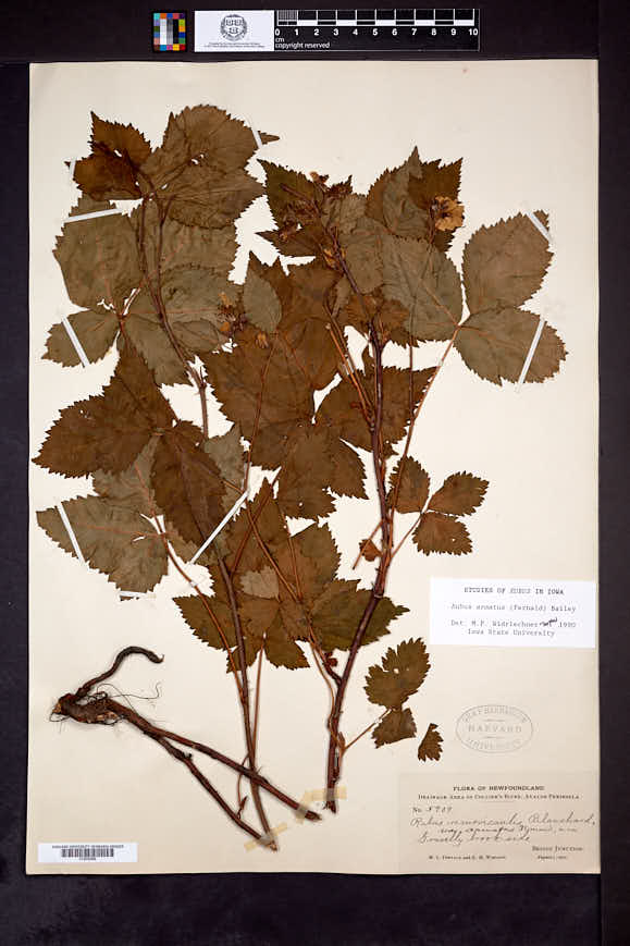 Rubus armatus image