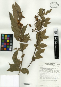 Coursetia paucifoliolata image