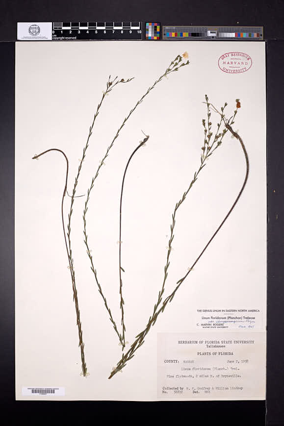 Linum floridanum var. chrysocarpum image