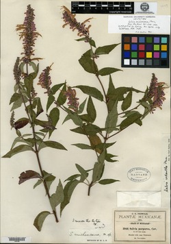 Salvia michoacana image
