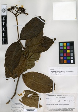 Palicourea affinis image