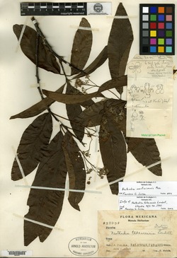 Nectandra martinicensis image
