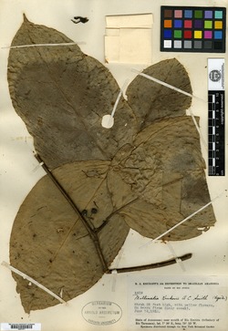Mollinedia salicifolia image