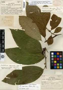 Colubrina spinosa subsp. spinosa image