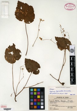 Begonia thyrsoidea image