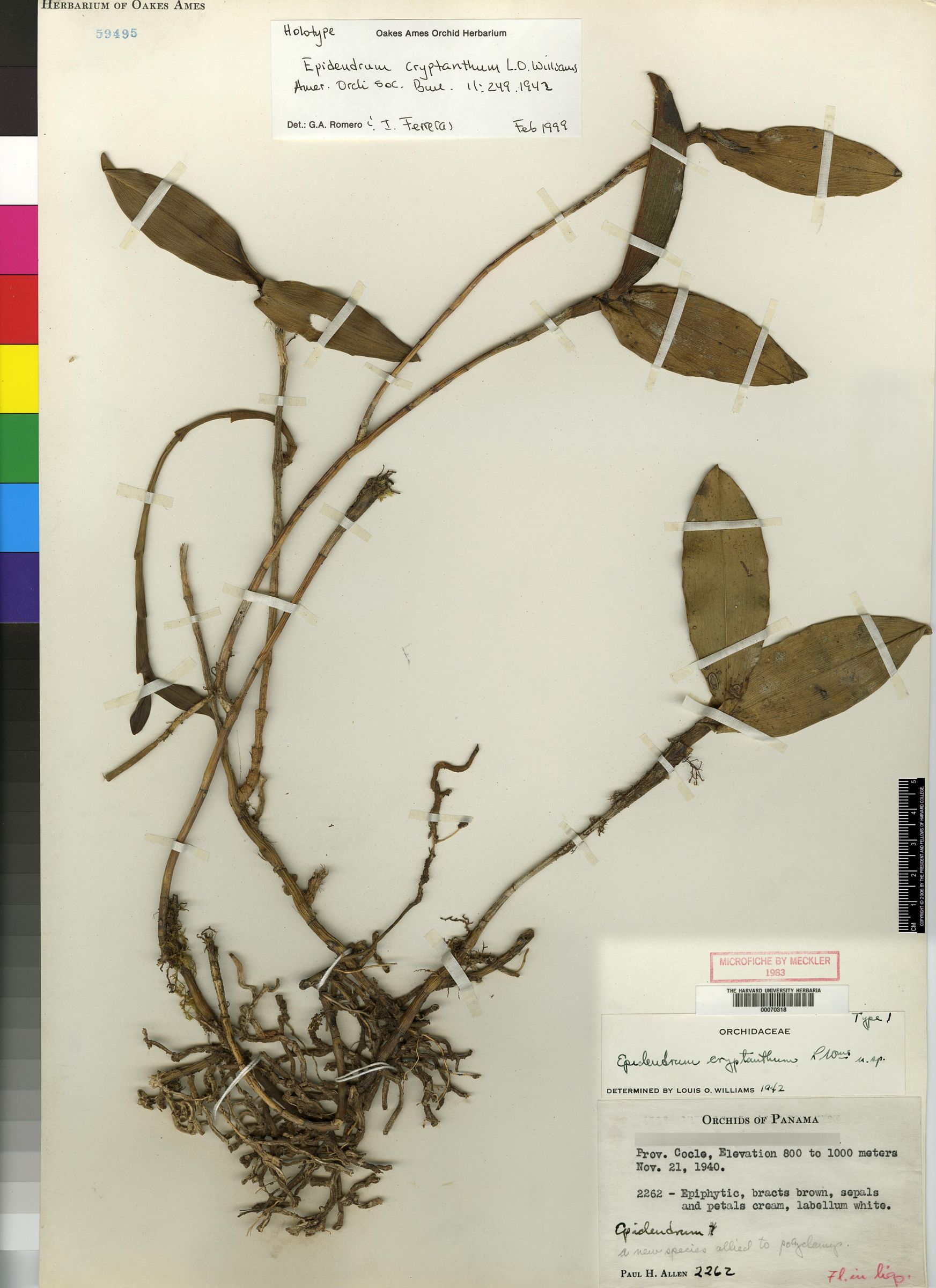 Epidendrum cryptanthum image