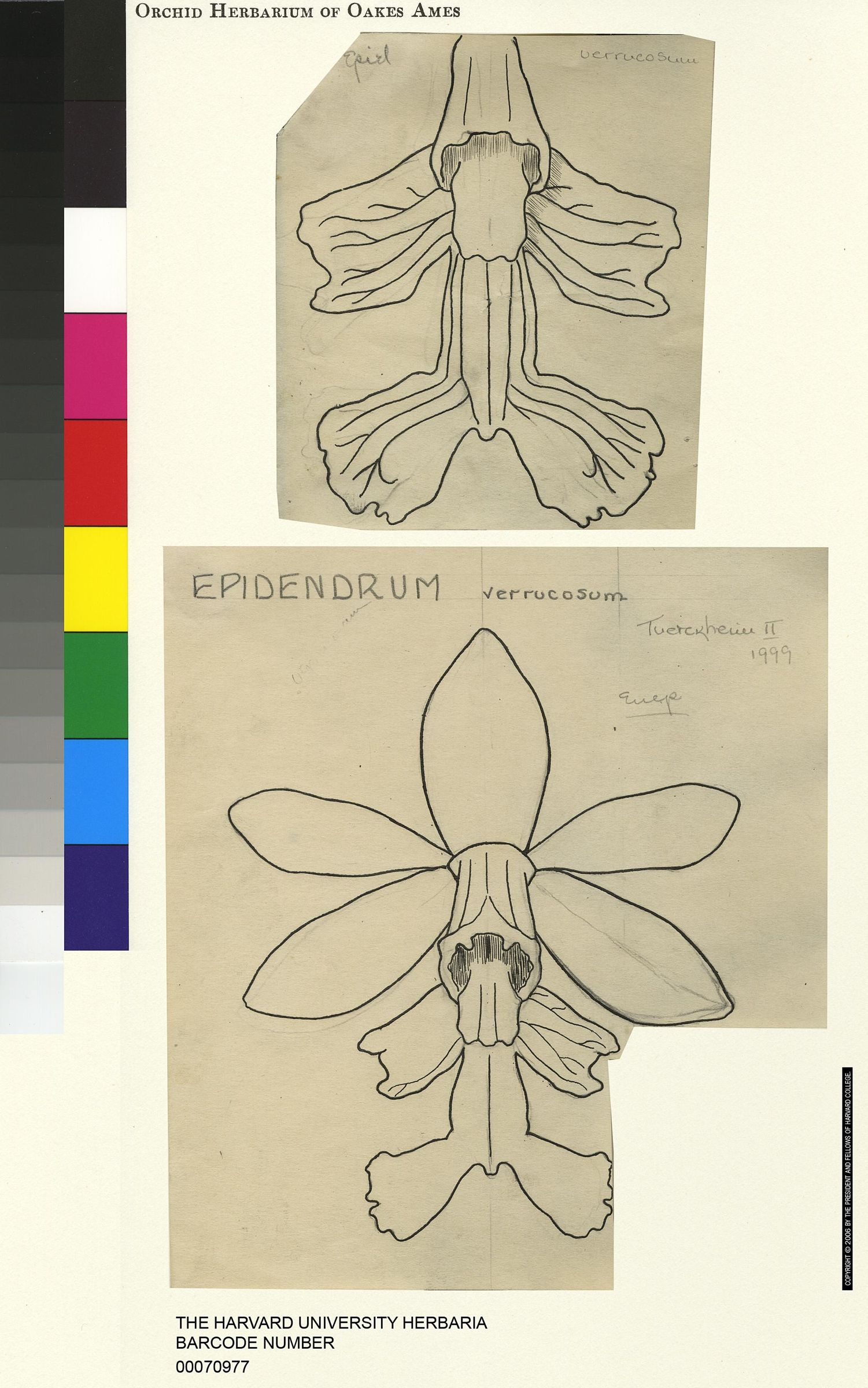 Epidendrum verrucosum image