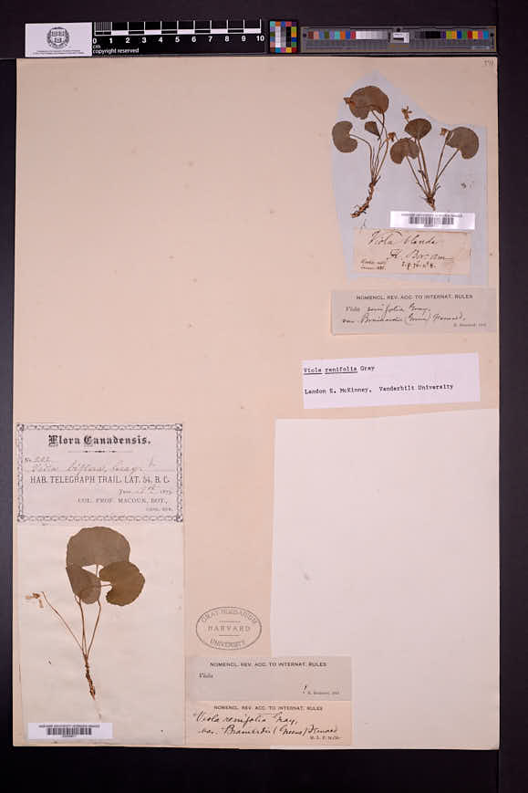 Viola renifolia image