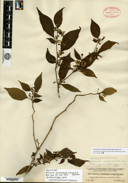 Lycianthes arrazolensis image