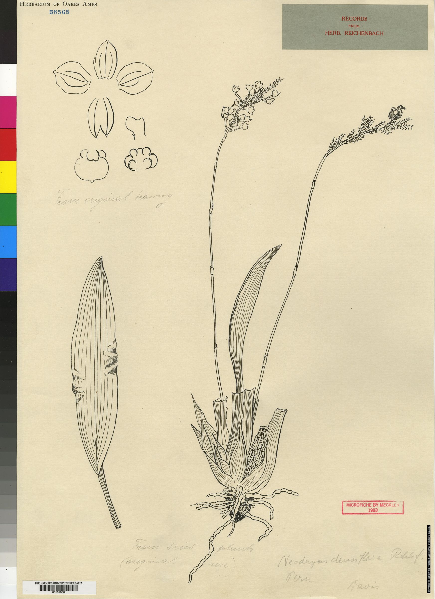 Neodryas densiflora image