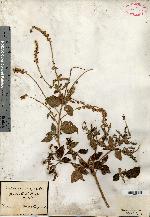 Croton urticifolius image