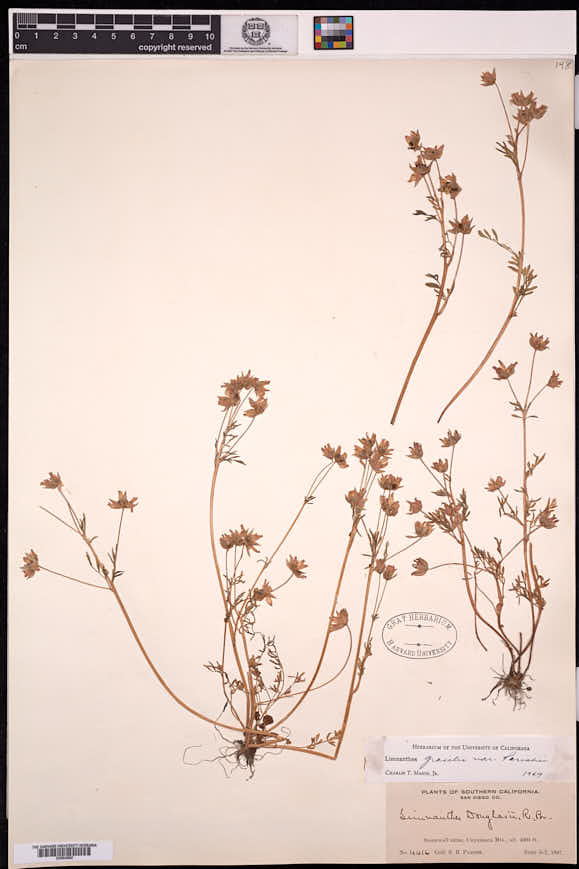 Limnanthes gracilis subsp. parishii image