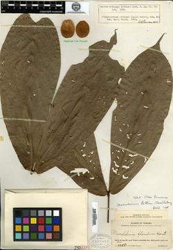 Macrolobium pittieri image