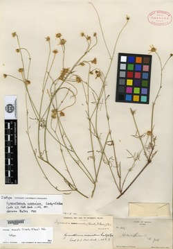 Adenophyllum anomalum image