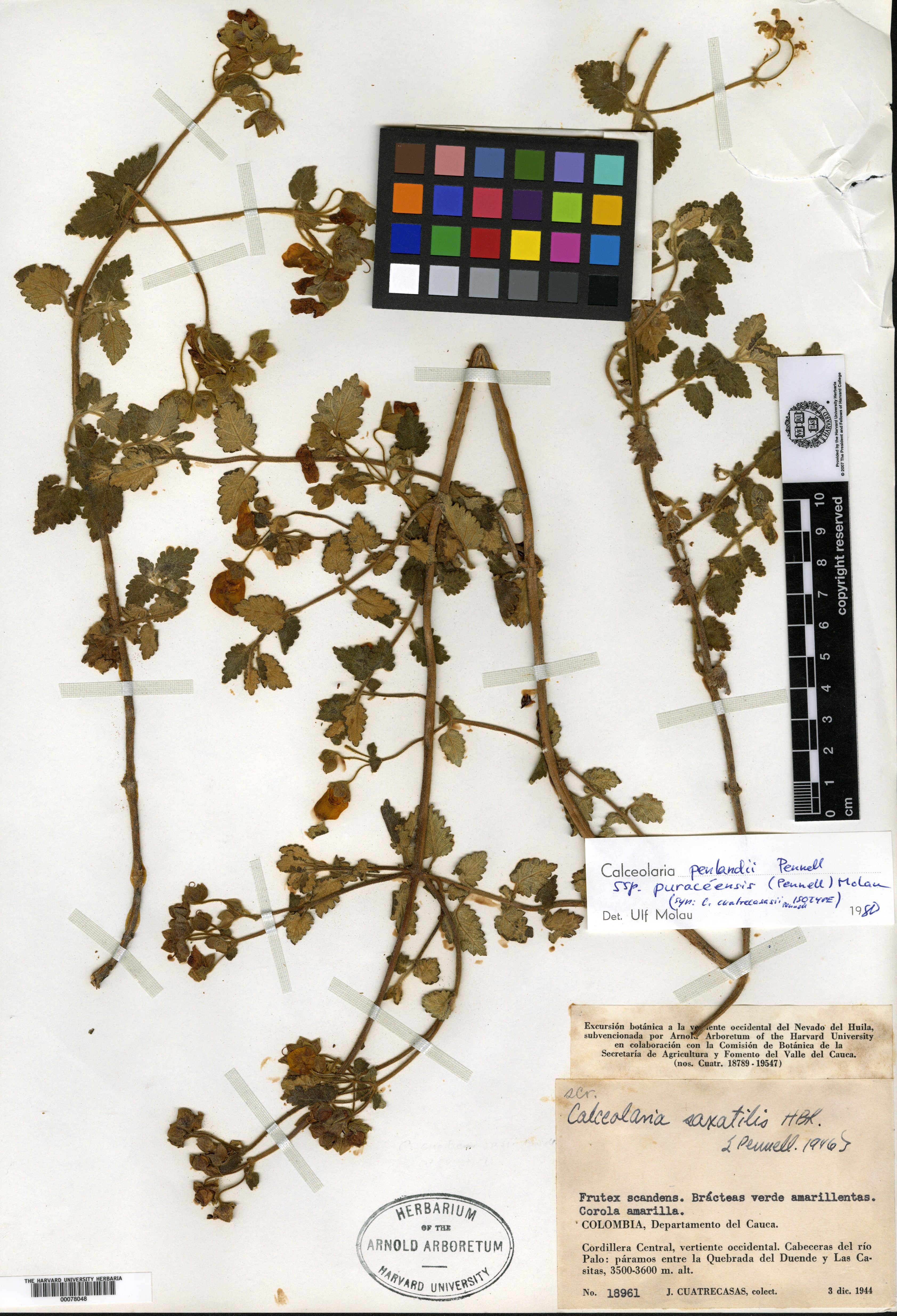 Calceolaria penlandii image