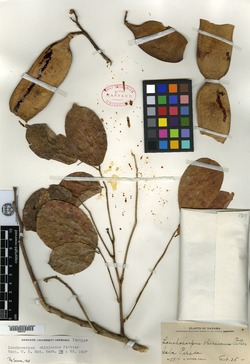 Lonchocarpus chiricanus image