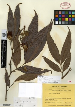 Inga nobilis subsp. quaternata image