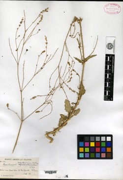 Boerhavia bracteosa image