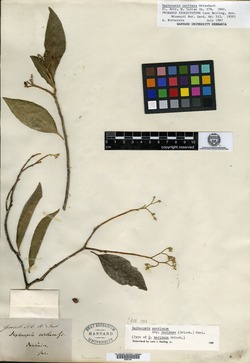 Daphnopsis caribaea image