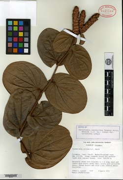 Cavendishia micayensis image