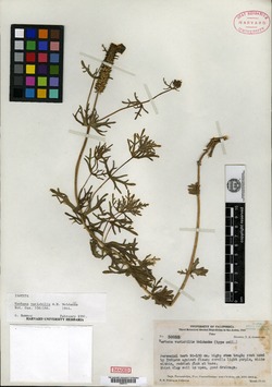 Verbena variabilis image