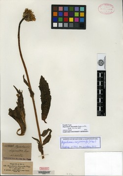 Hypochaeris chrysantha image