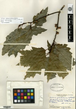 Quercus canbyi image