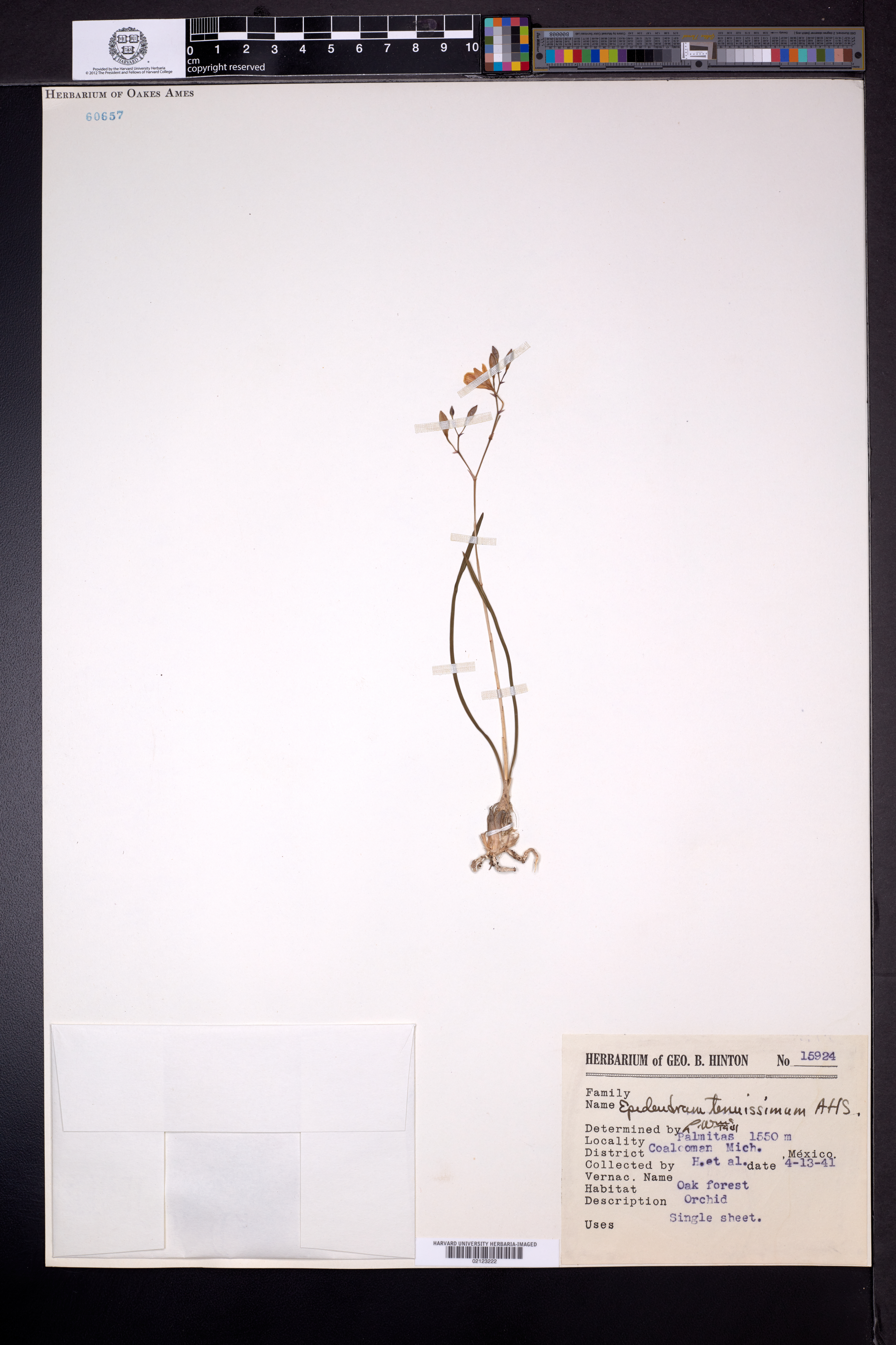 Encyclia tenuissima image