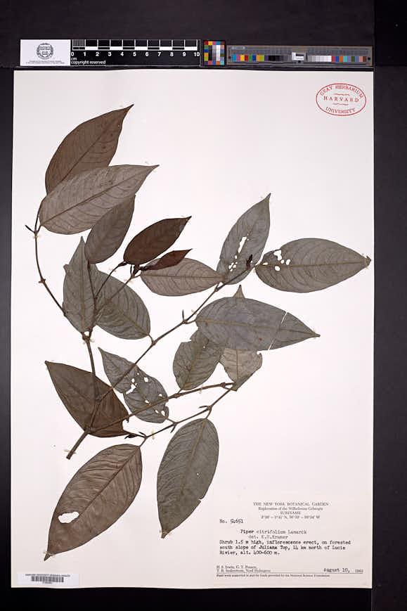 Piper citrifolium image