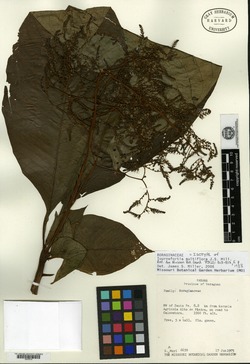 Tournefortia multiflora image