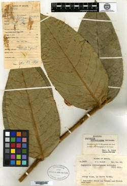 Aegiphila cordata var. villosissima image