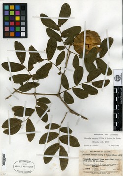 Gonopterodendron carrapo image