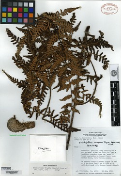 Trichipteris serpens image