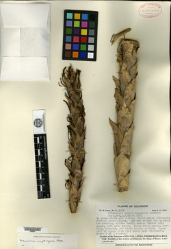 Pitcairnia elongata image