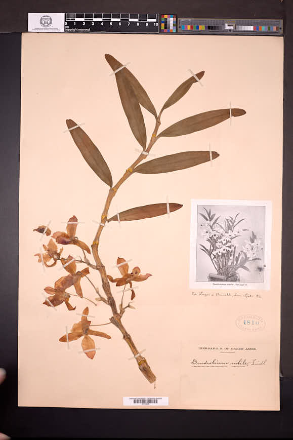 Dendrobium nobile image