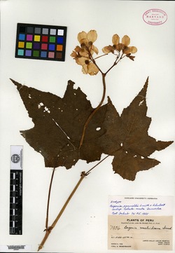 Begonia pennellii image