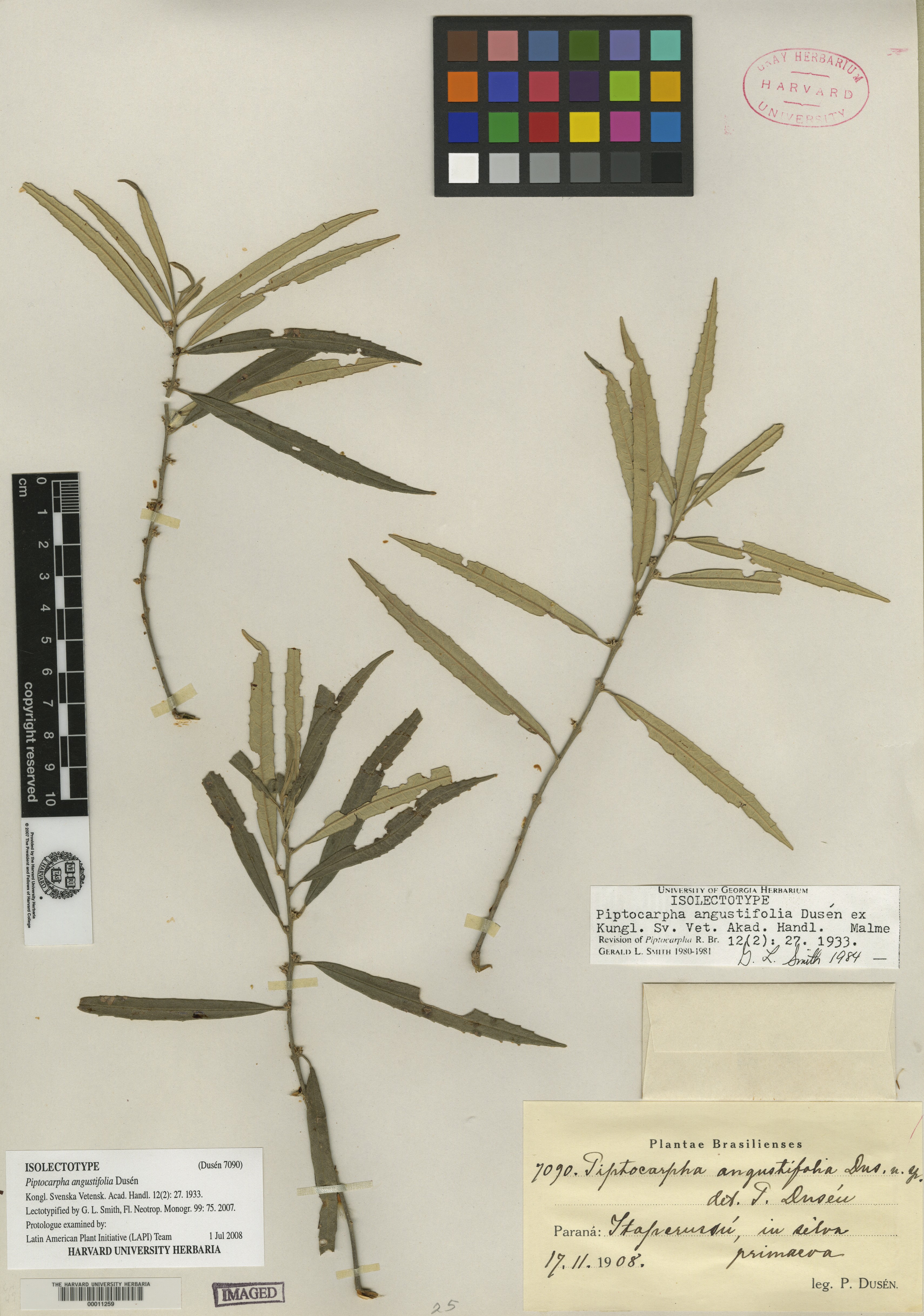 Piptocarpha angustifolia image