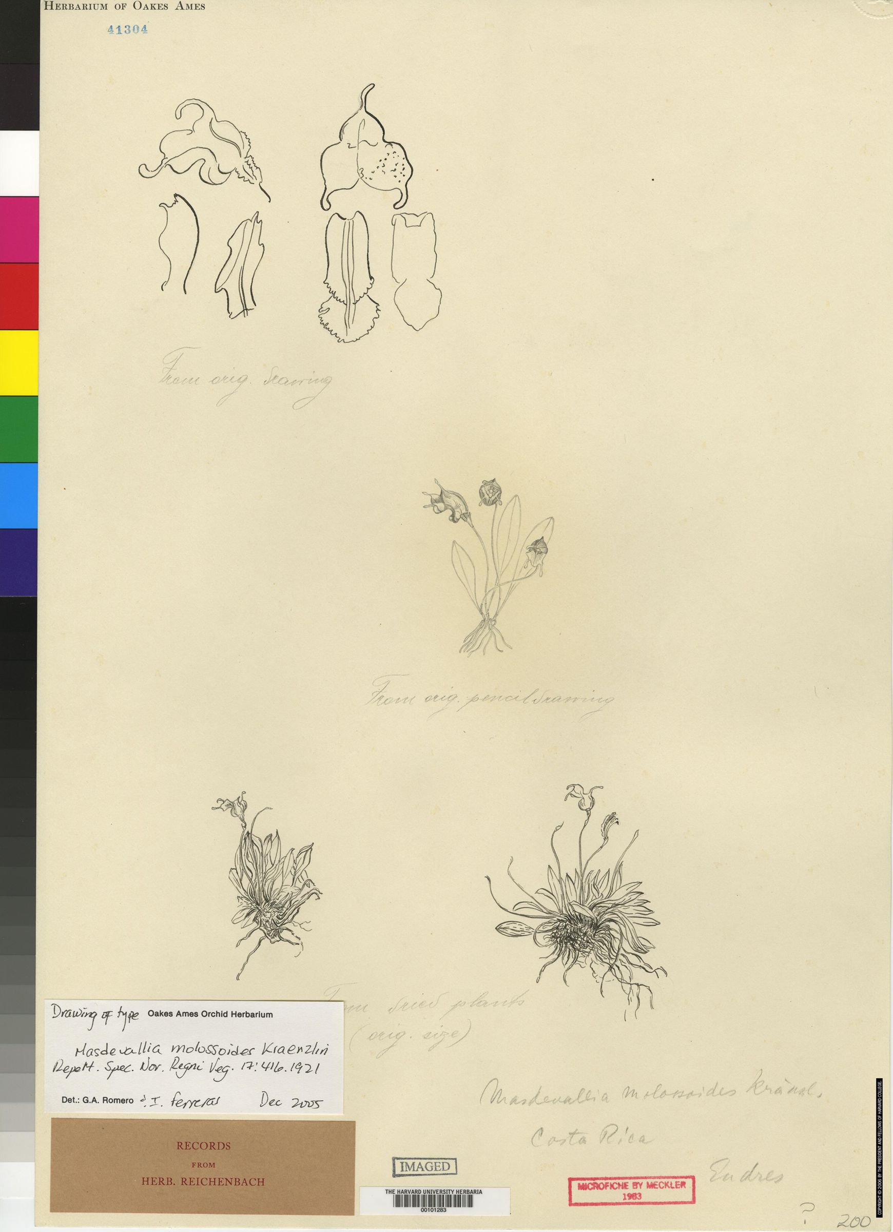 Masdevallia molossoides image
