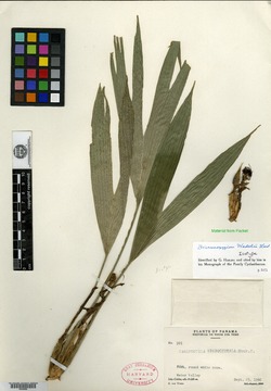 Dicranopygium wedelii image