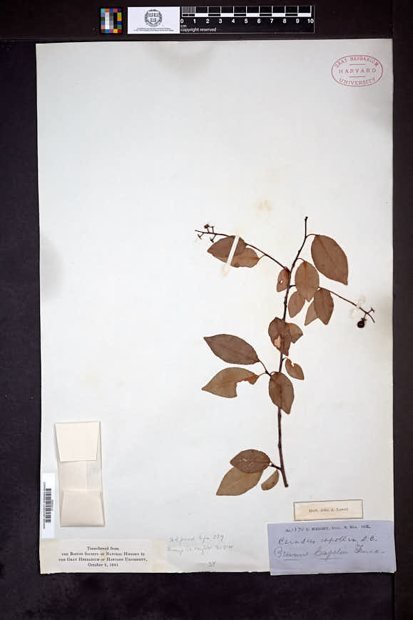 Prunus serotina var. rufula image