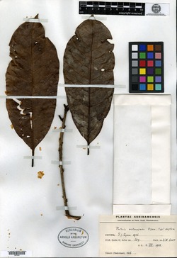 Pouteria melanopoda image