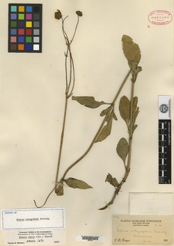 Bidens integrifolia image